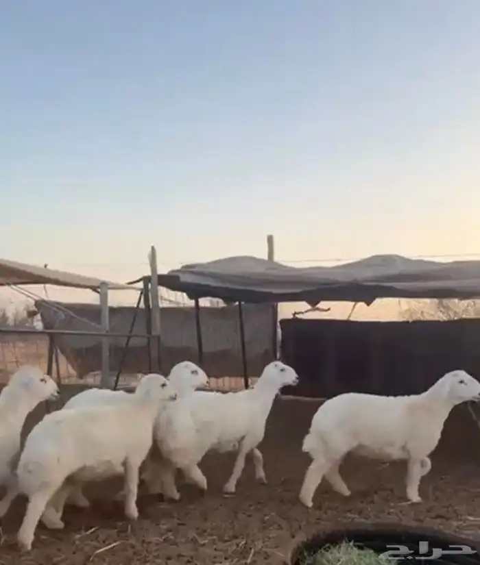 خرفان حري 5 شهور ((تم البيع)) 2