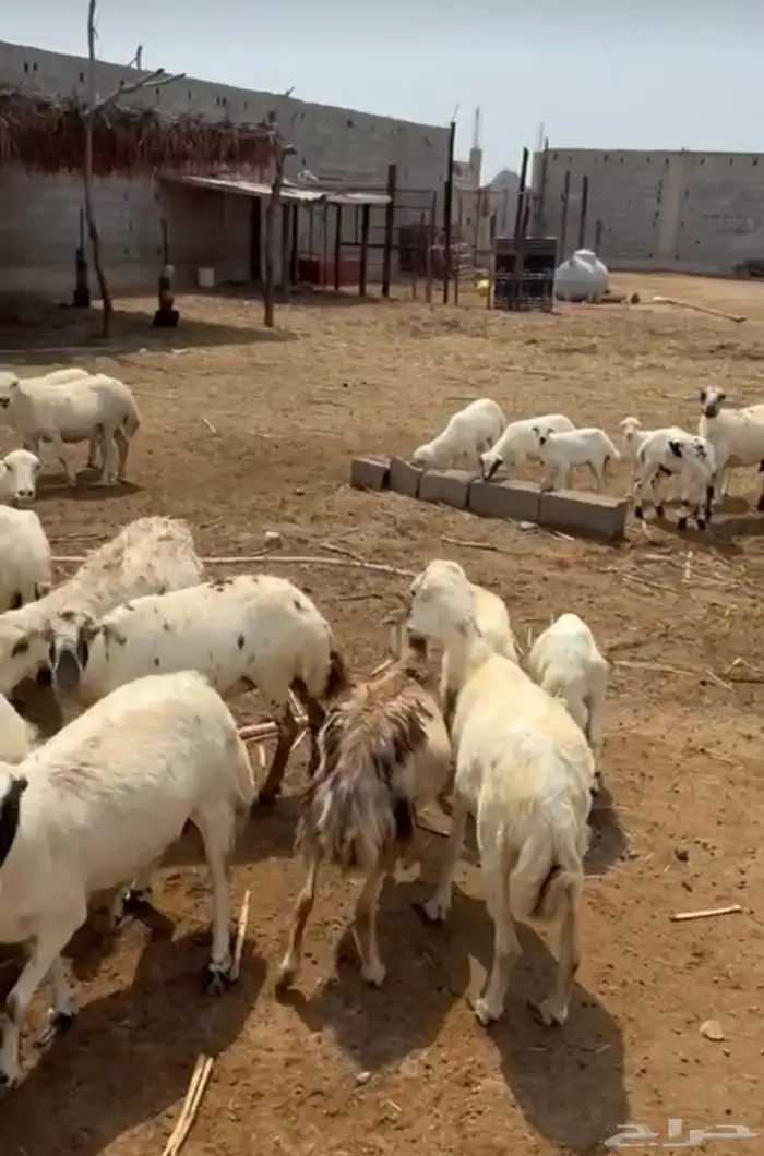 ضان للبيع 1
