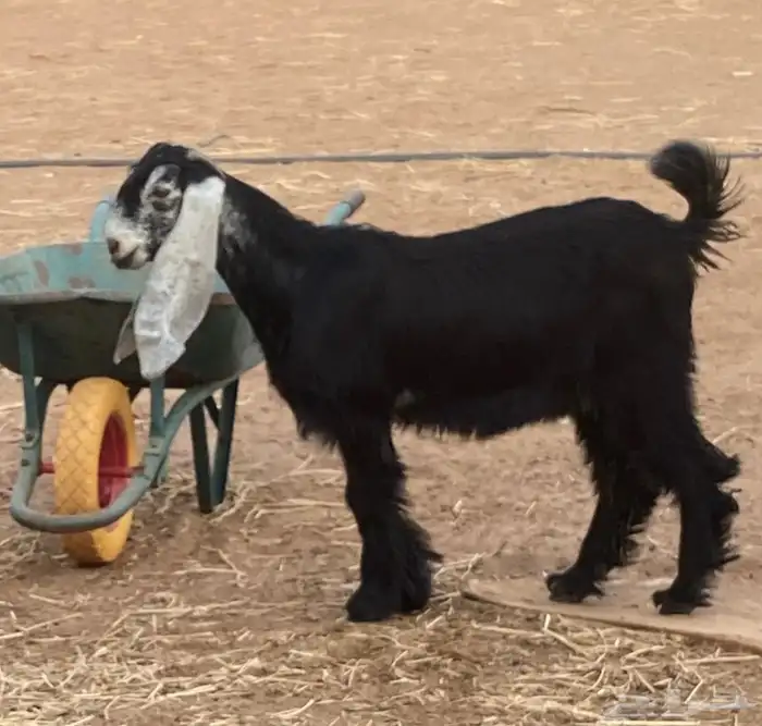 تم البيع  للبيع جفار عوارض صنف تيس مشروع فحل 2