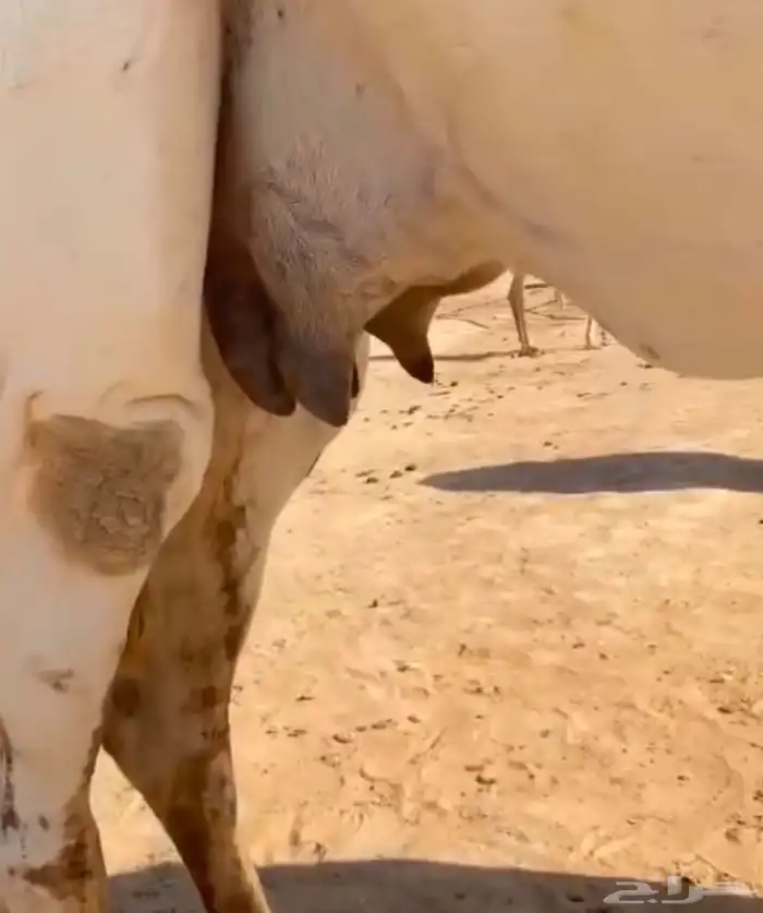 لقحة وضحى 2