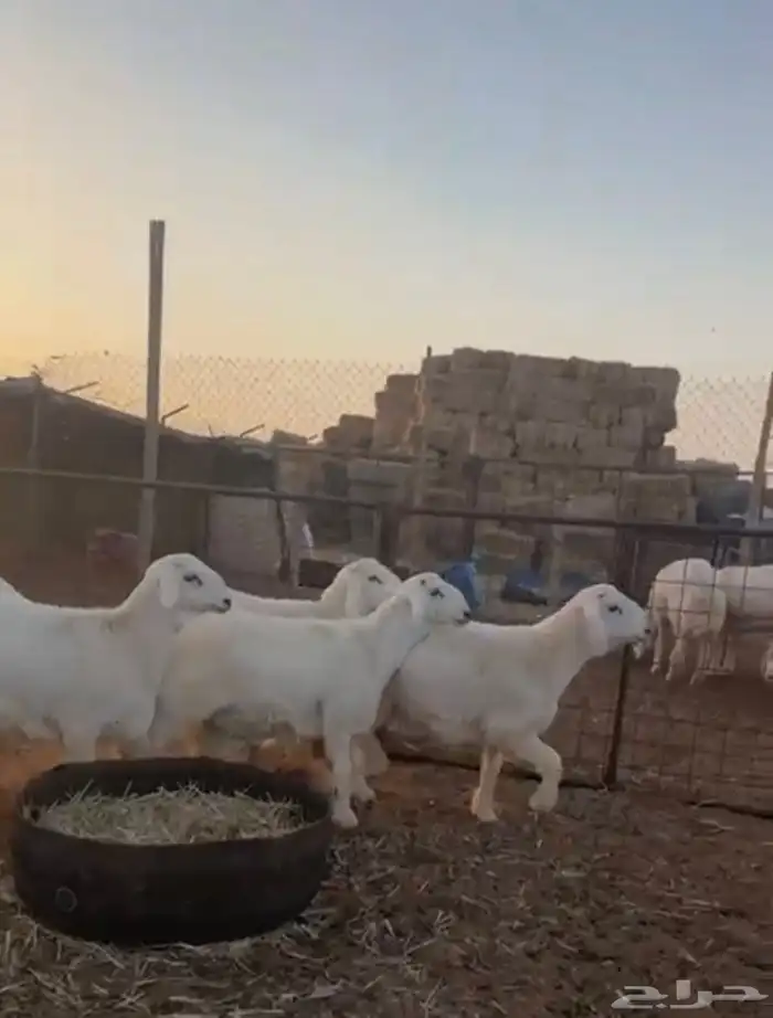 خرفان حري 5 شهور ((تم البيع)) 0