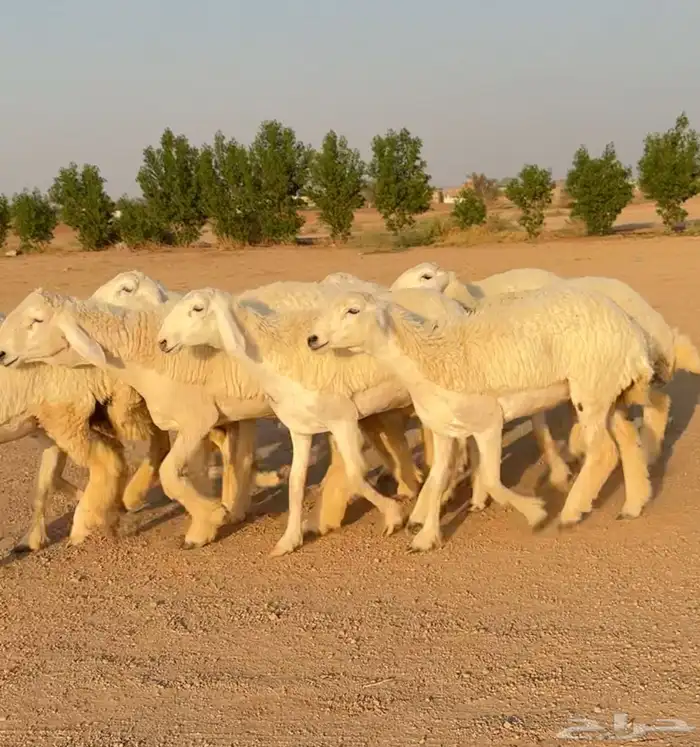 رخال حريات صنف الصنف نوادر 9 بالفحل رخال صنف ((تمم البيعع)) 4