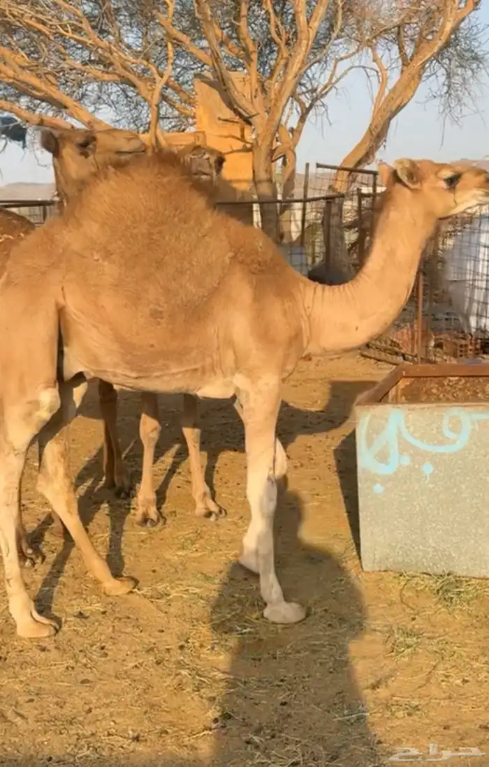 قعودين وبكره العمر سبعه اشهر 0