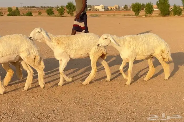 رخال حريات صنف الصنف نوادر 9 بالفحل رخال صنف ((تمم البيعع)) 2