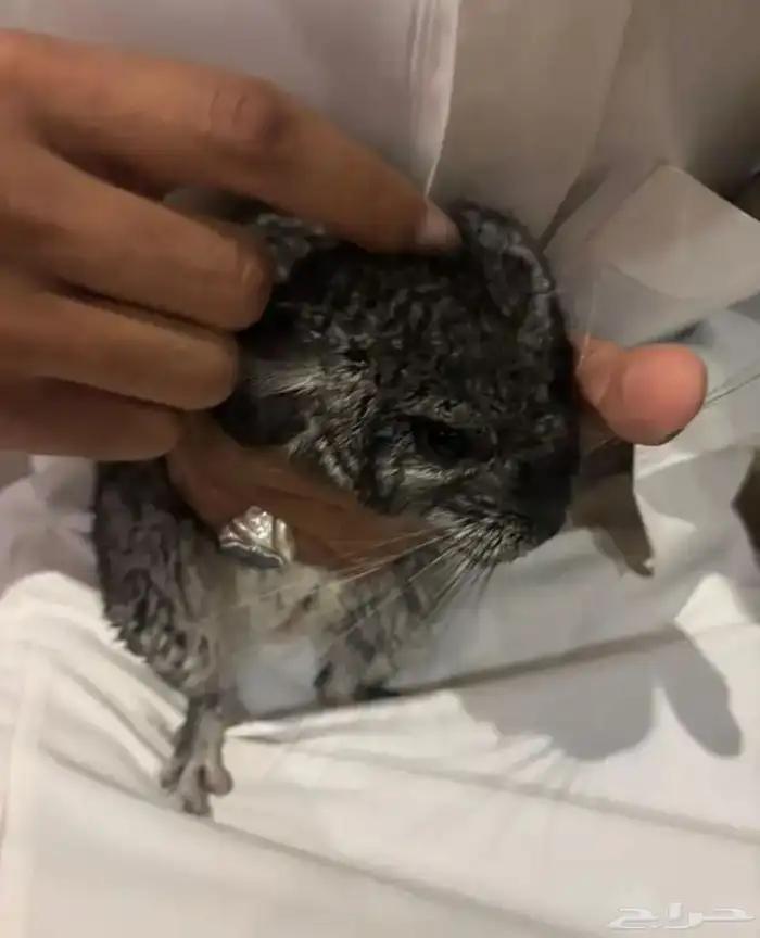 انثى شنشيلا 2