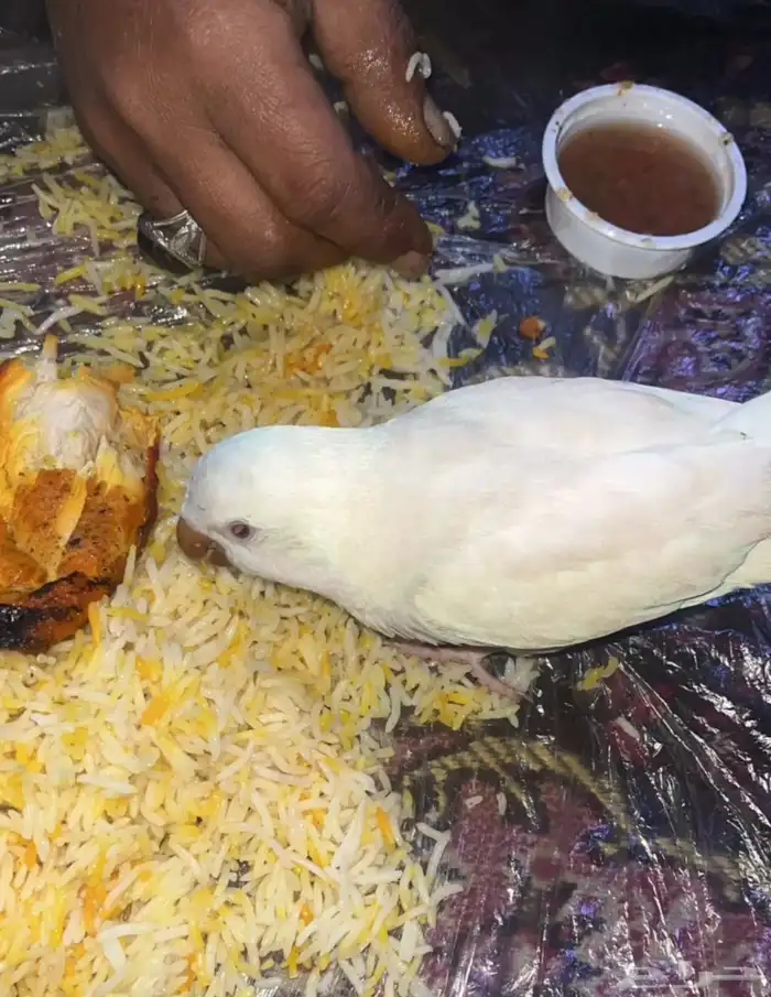 ببغاء كويكر البينو 3