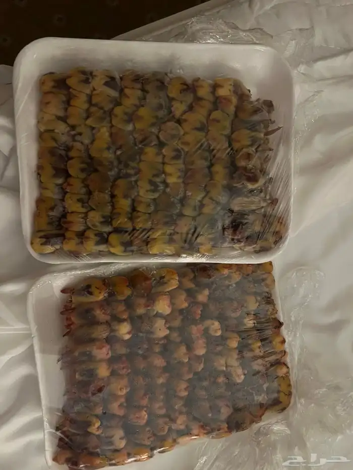طيور دخل 1