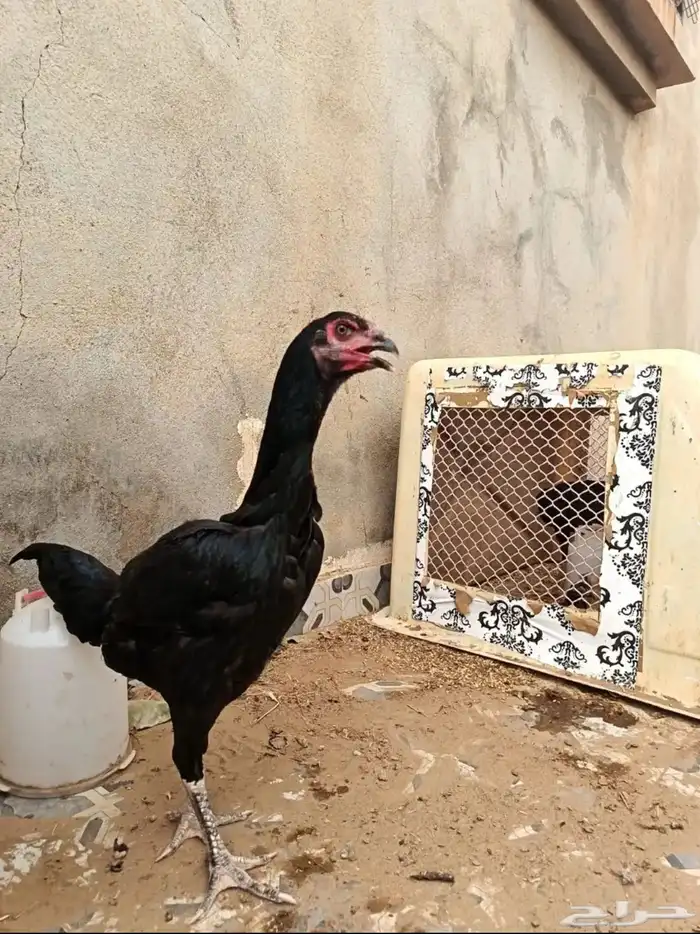 دجاجة شامو 1