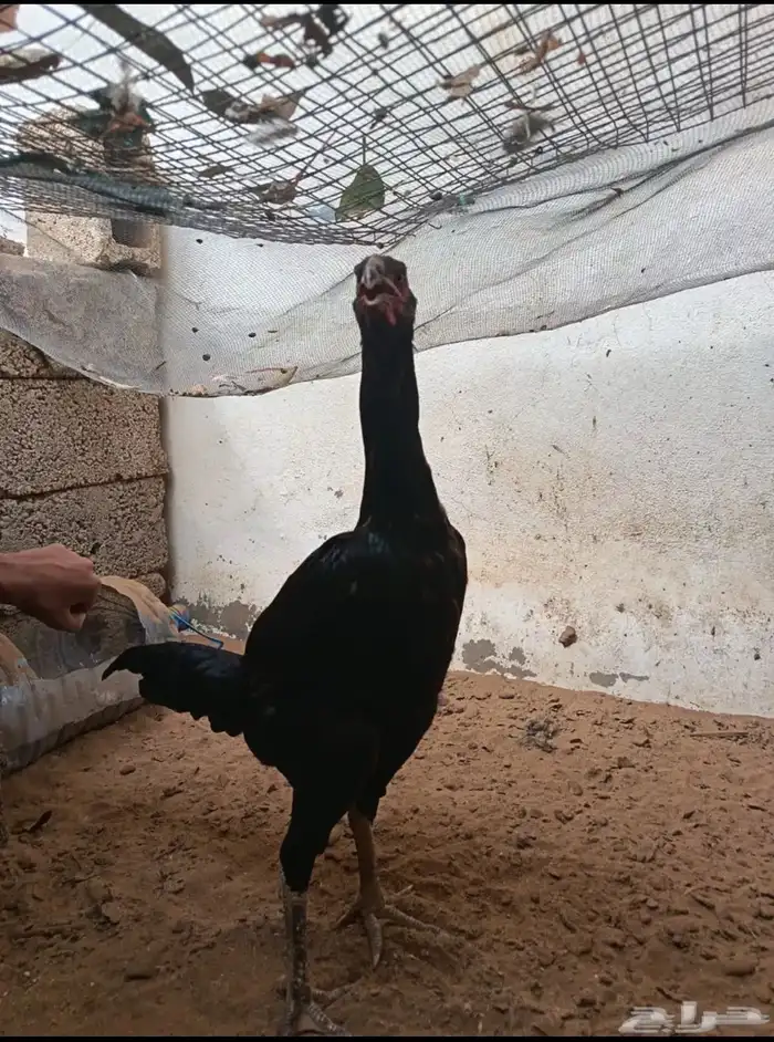 دجاجة شامو 0