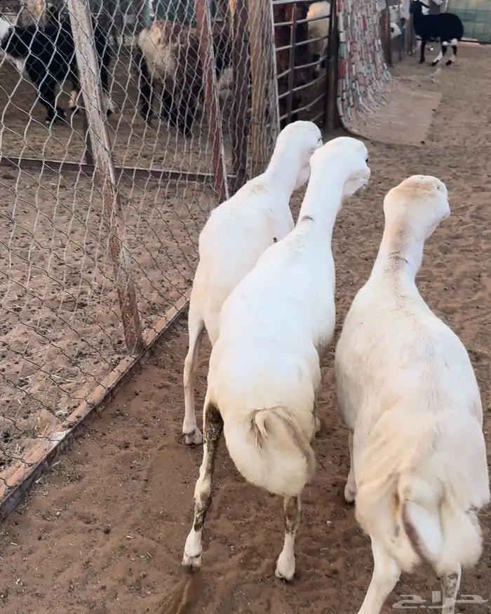 ذبايح رفيدي 2