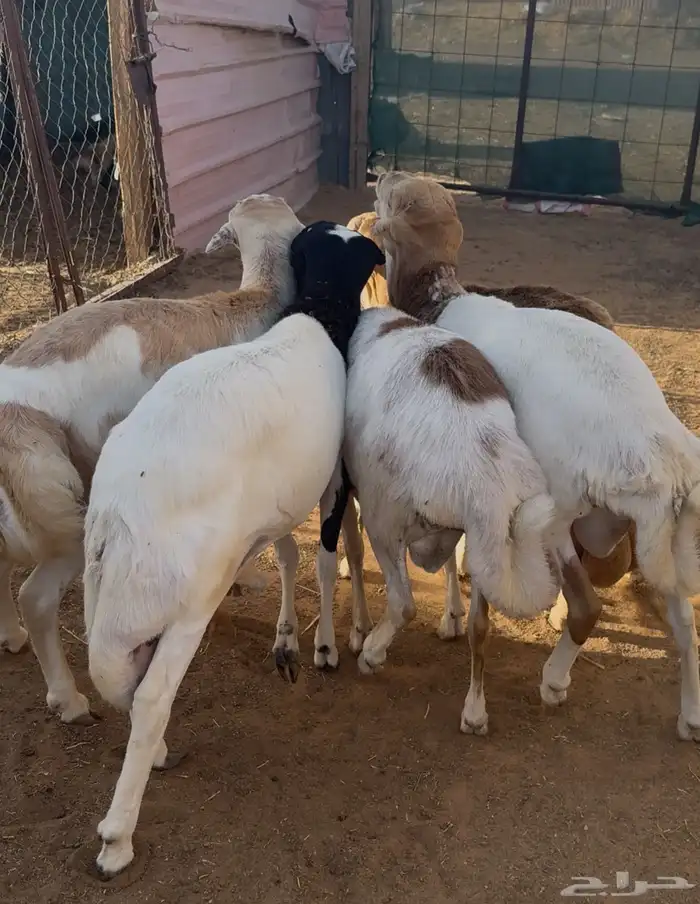 ذبايح رفيدي 3