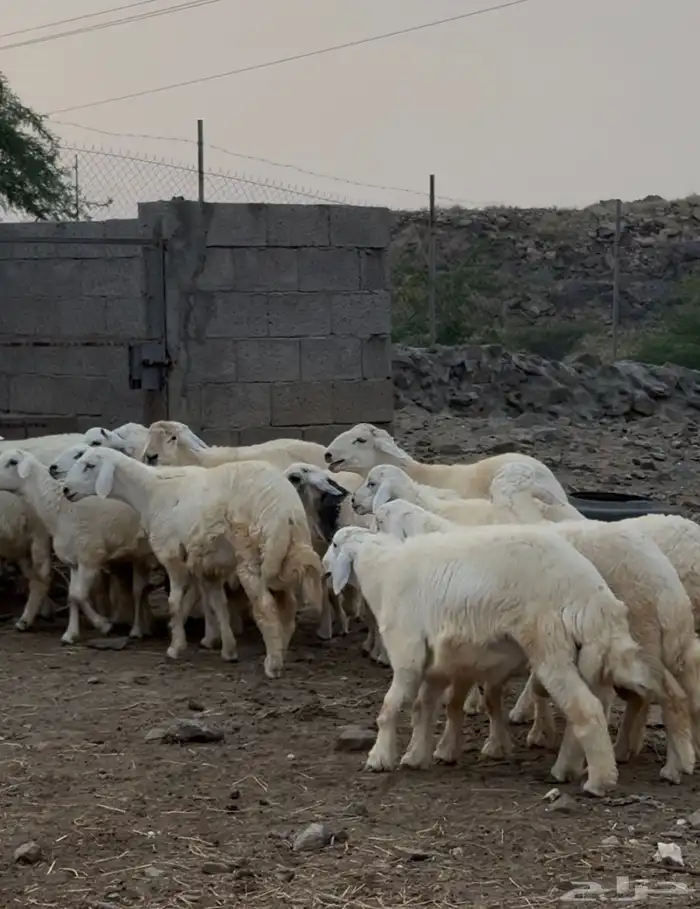 خرفان او طليان حريات جبره 16 ( تم البيع) 3
