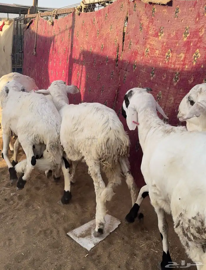 سواكن ذبايح ثلاجات مرابي 0