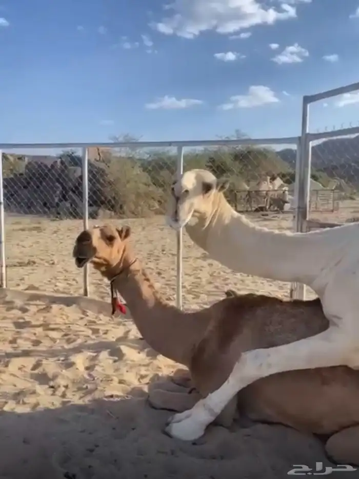 ناقه حمرا كفو 0