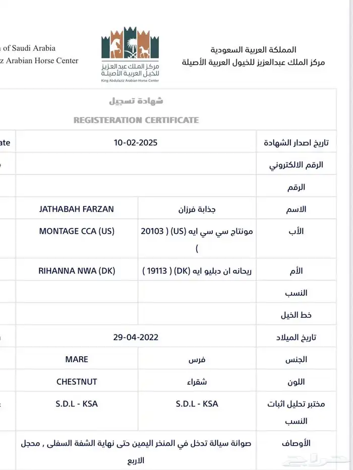 فرس فاخره ولقاح 5 شهور على بطل 4