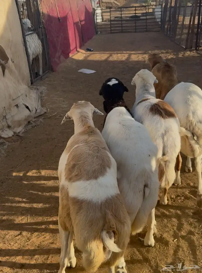 ذبايح رفيدي 4