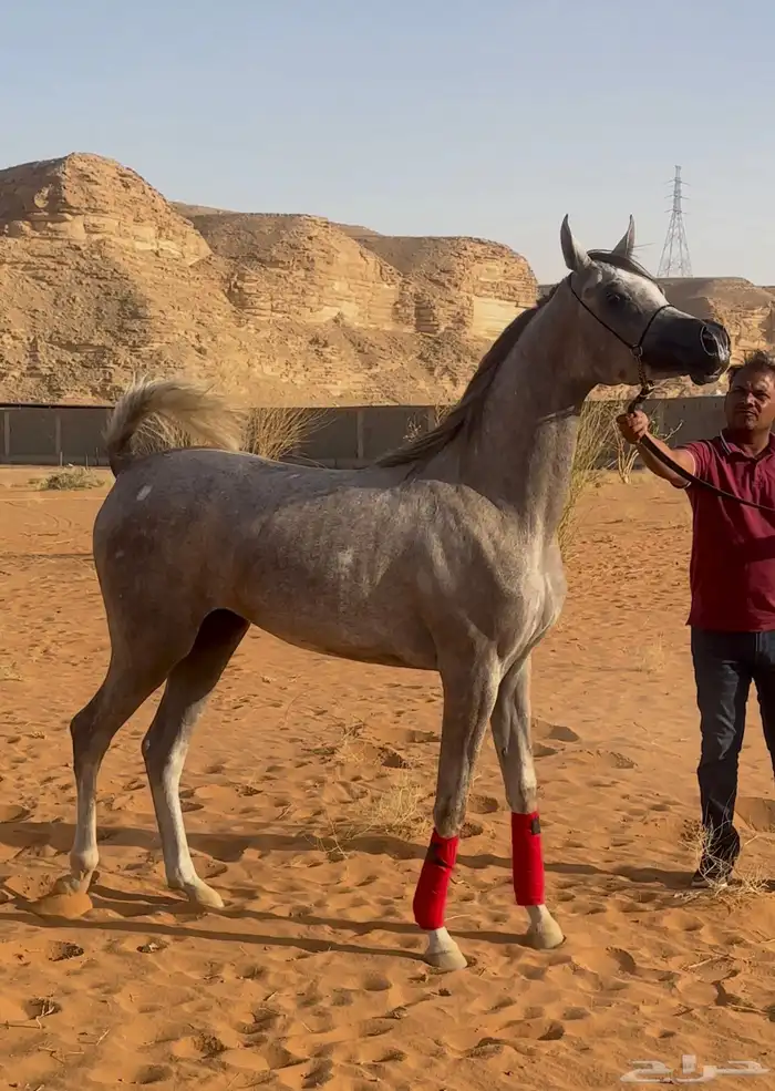 مهره واهو 0