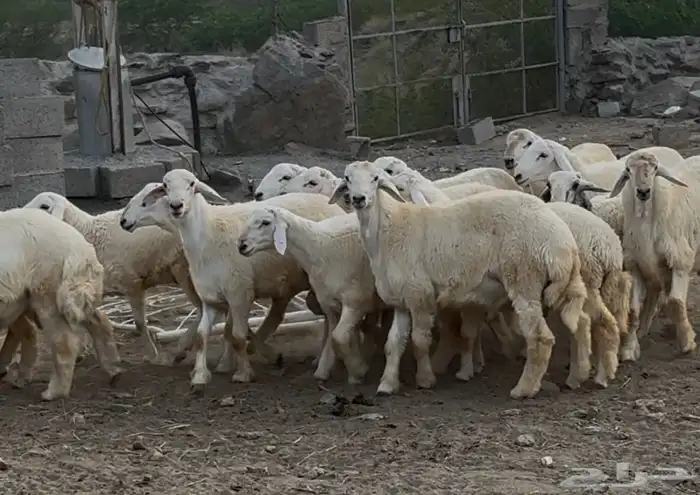 خرفان او طليان حريات جبره 16 ( تم البيع) 2