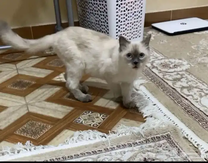 قط ضايع والي يلقاها له مبلغ مالي 0