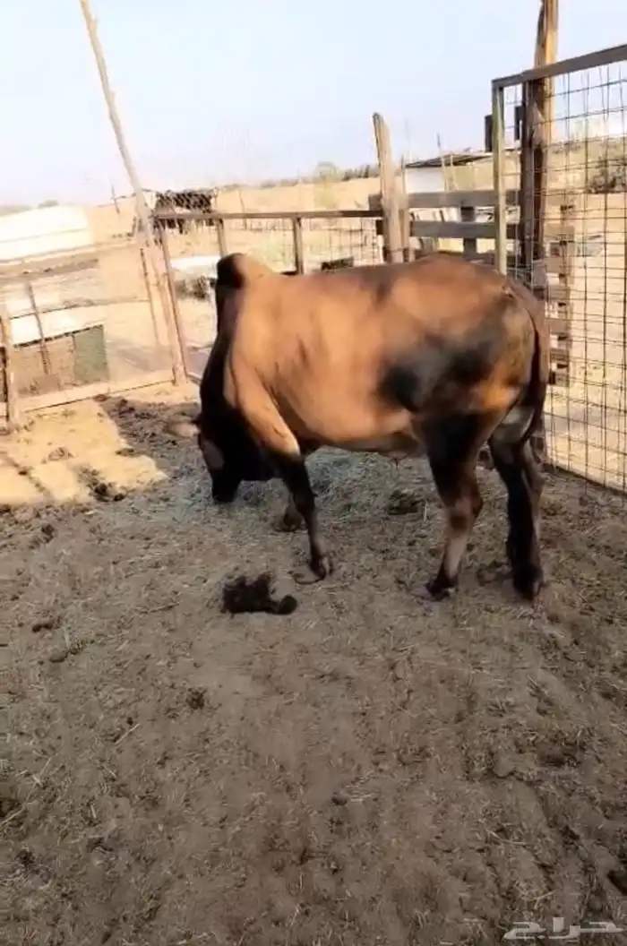 بقر بلدي للبيع 4