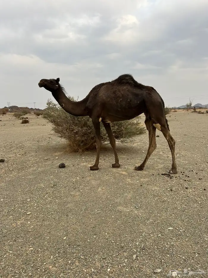 للبيع بكره 5