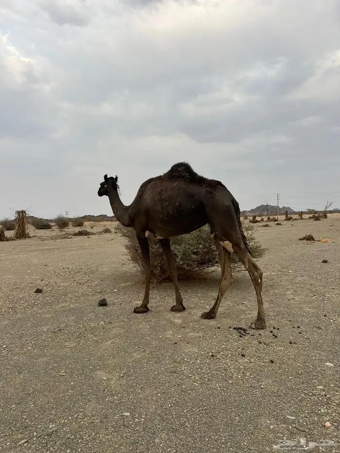 للبيع بكره 4