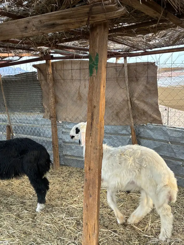 طليان نجد ذبائح 5