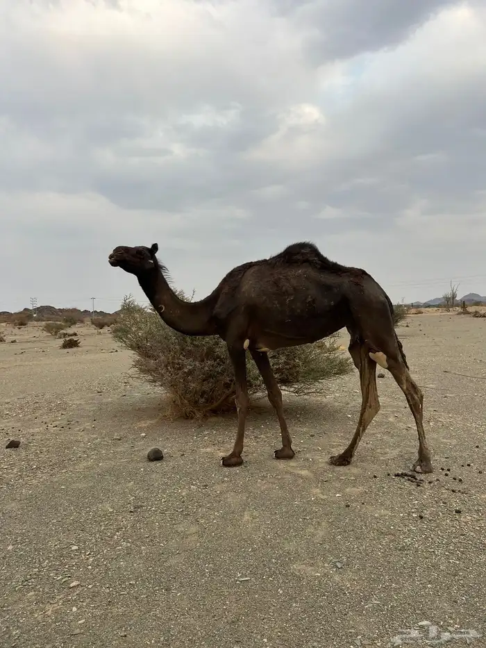 للبيع بكره 3