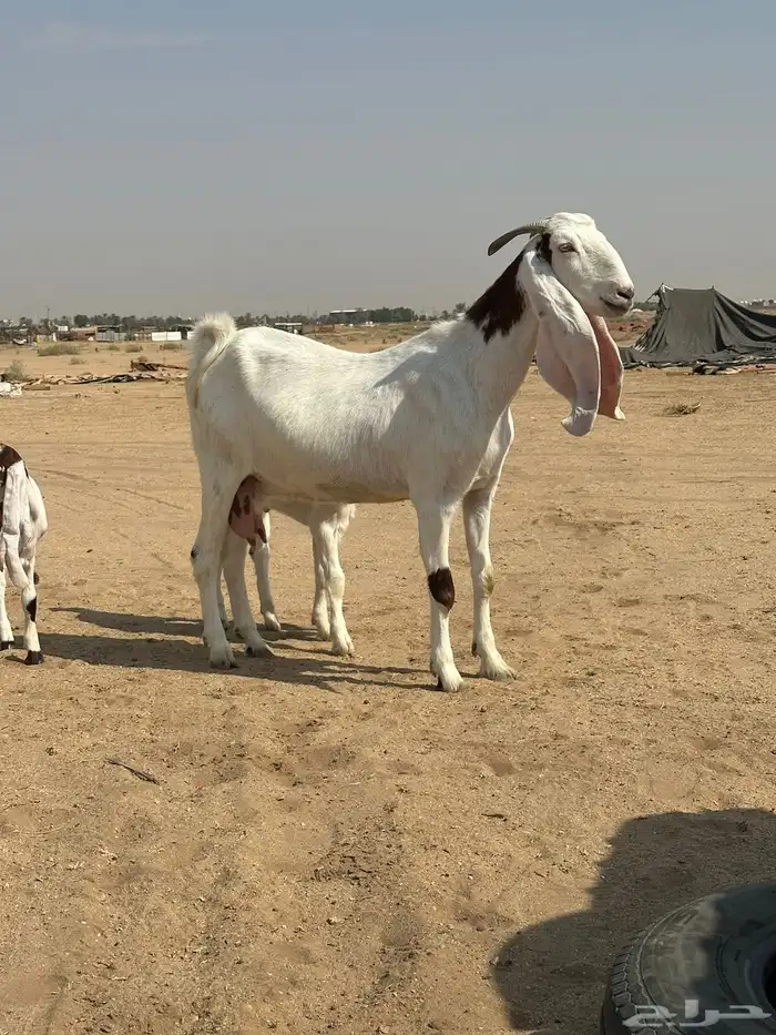 تم البيع تم البيع 0