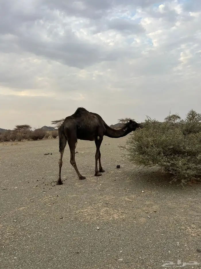 للبيع بكره 1