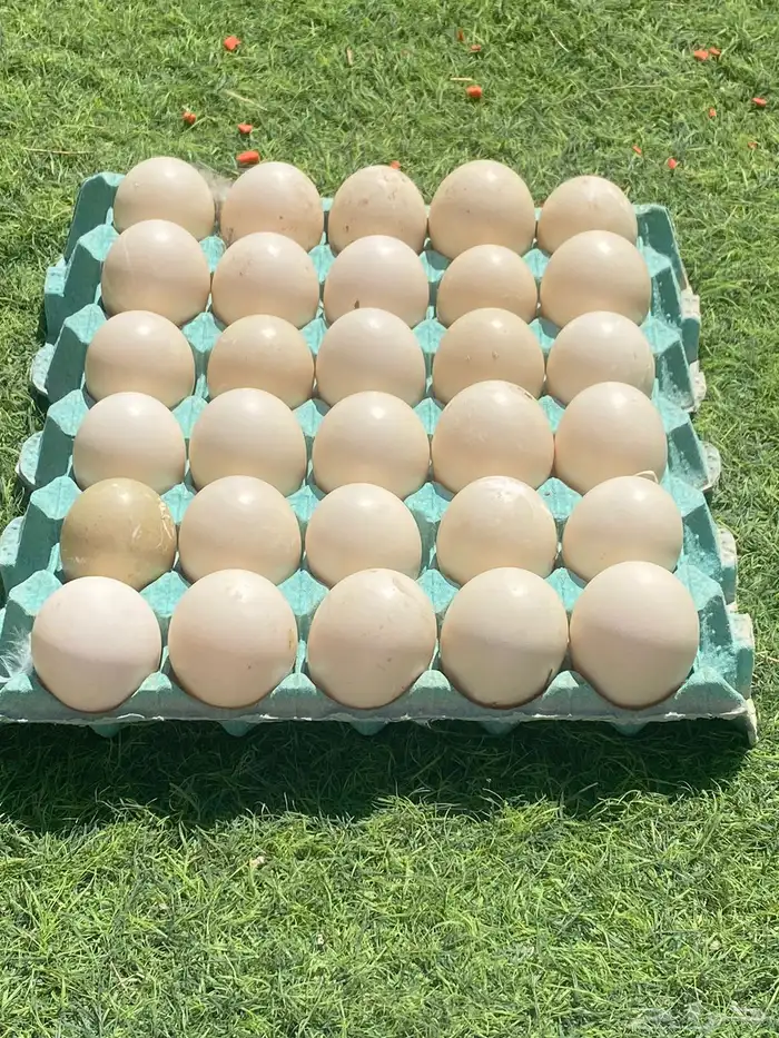 بيض بط مصري ملقح 0