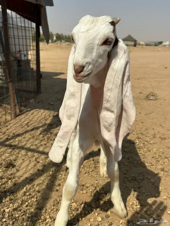 تم البيع تم البيع 3