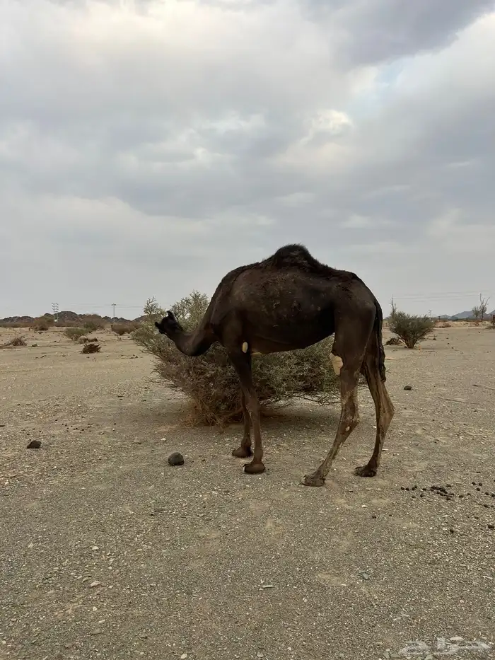 للبيع بكره 7