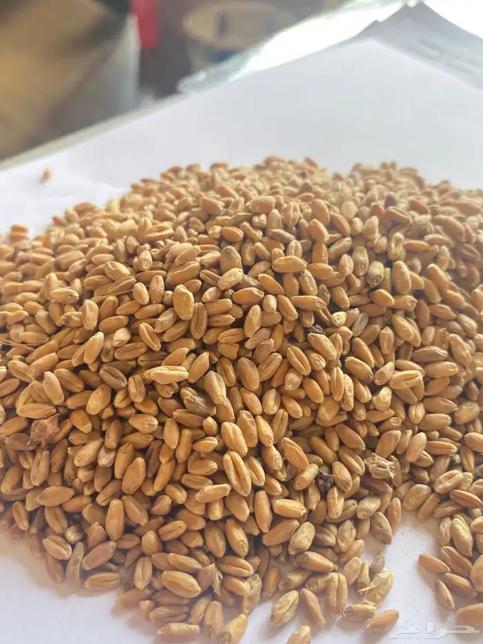 بذر قمح زراعي مصفى 0