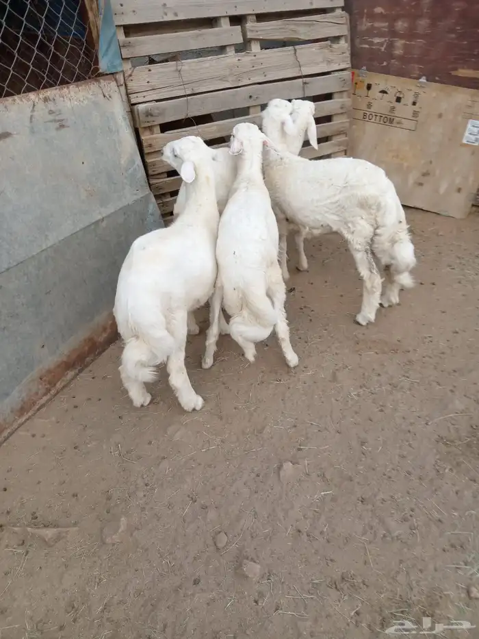 بهم طليان 0