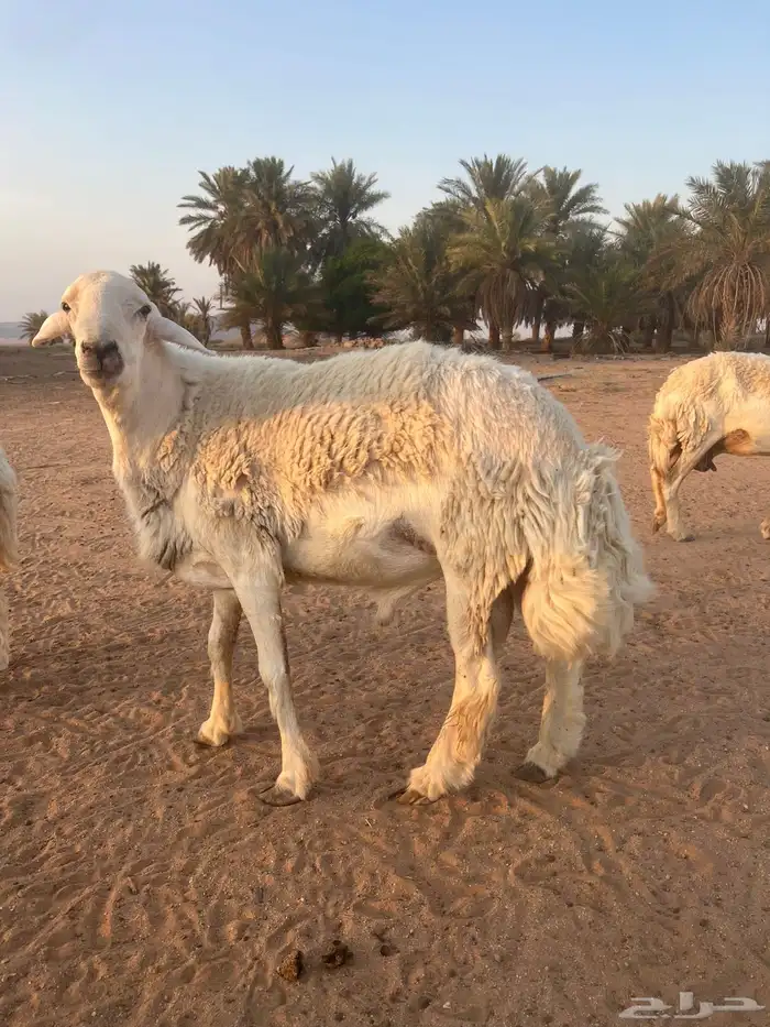 للبيع خروف حري 0