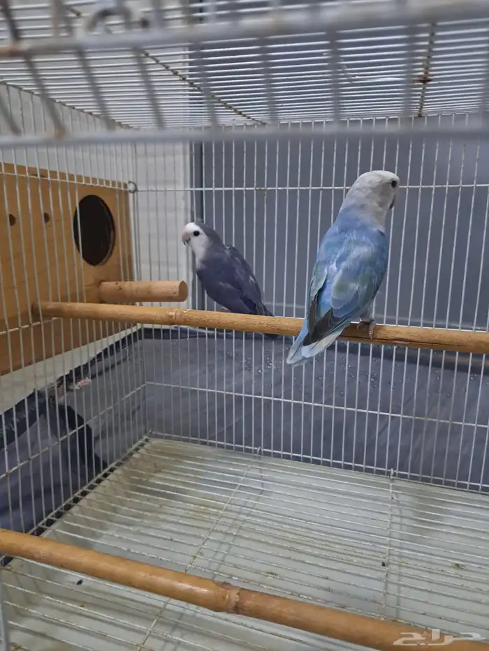 جوز روز اقبل البدل 0