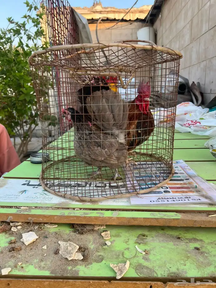 دجاج جبنيز 0