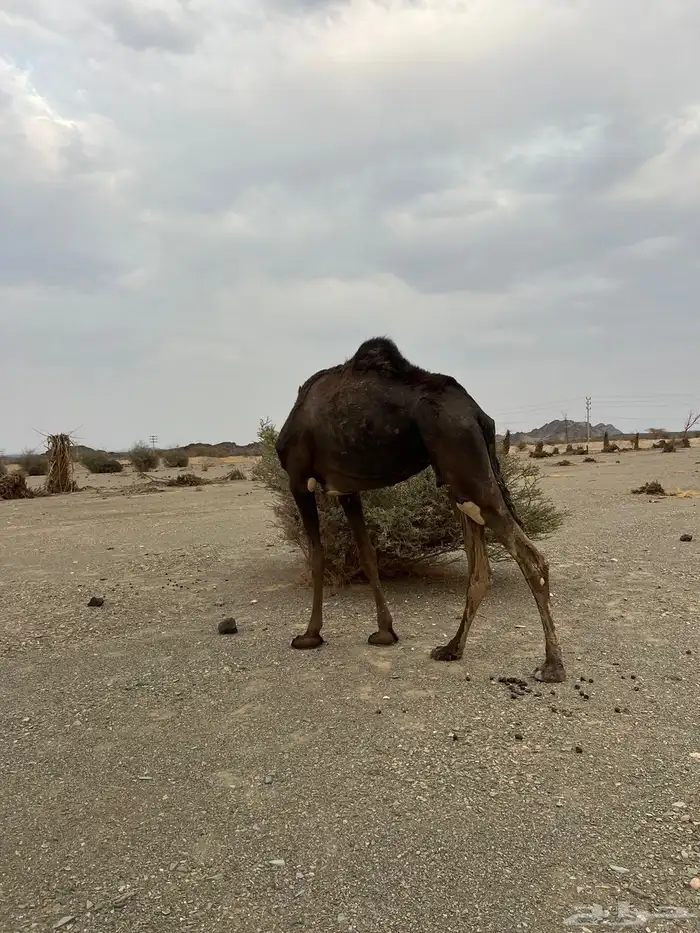 للبيع بكره 2