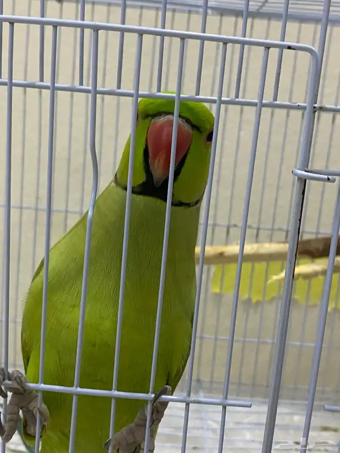 ببغاء 3