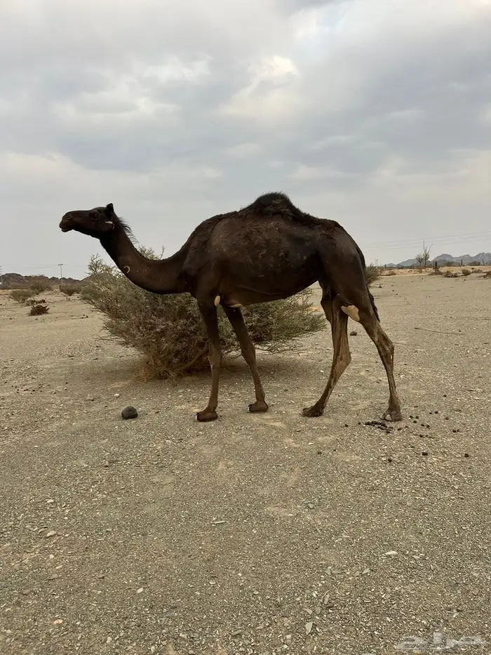للبيع بكره 6