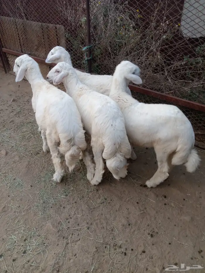 بهم طليان 3