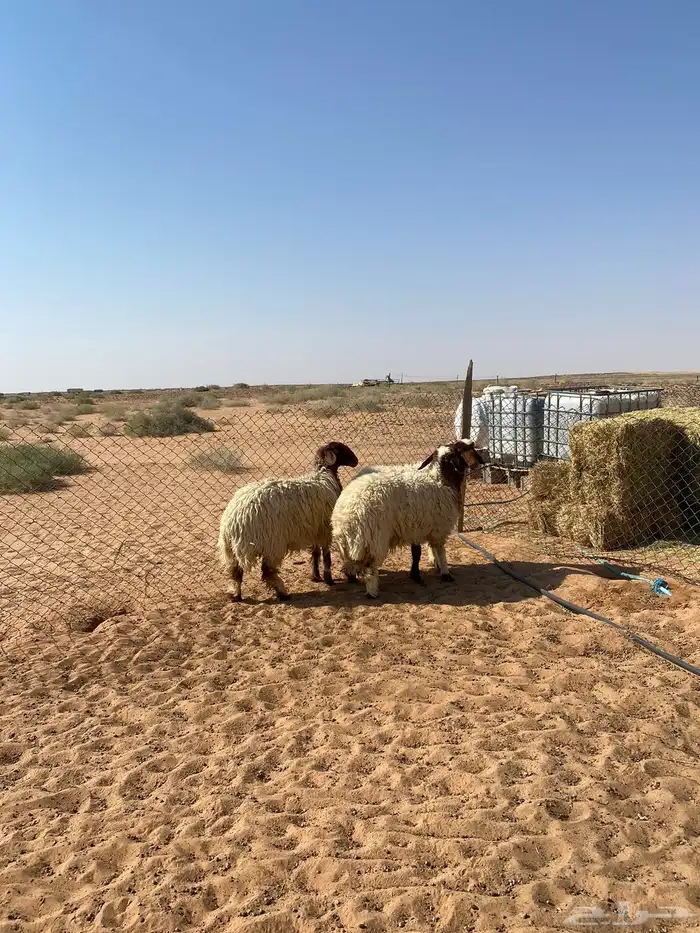 رخال جذعات نعيم تم البيع 2
