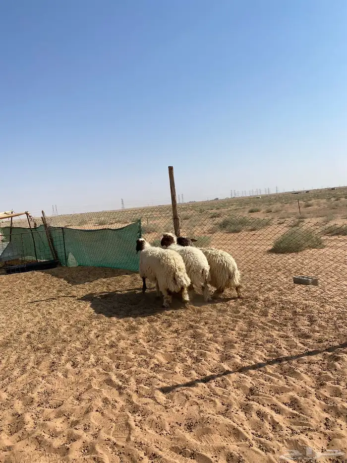 رخال جذعات نعيم تم البيع 1