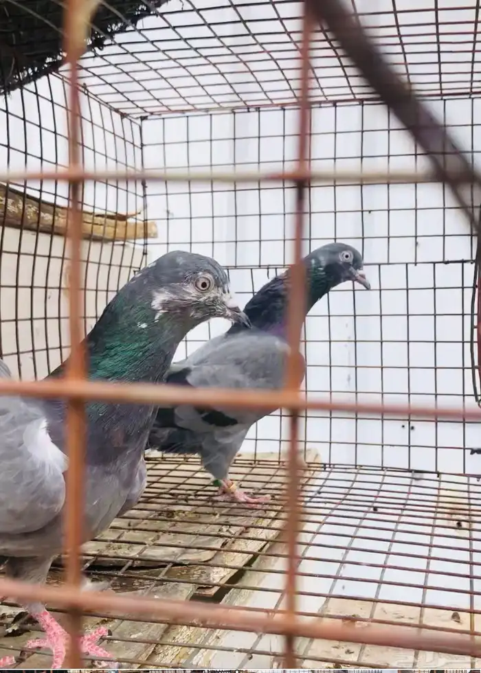 تيدي شينا أساس منتج 0
