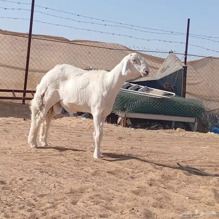 فحل حري صنف الصنف 0