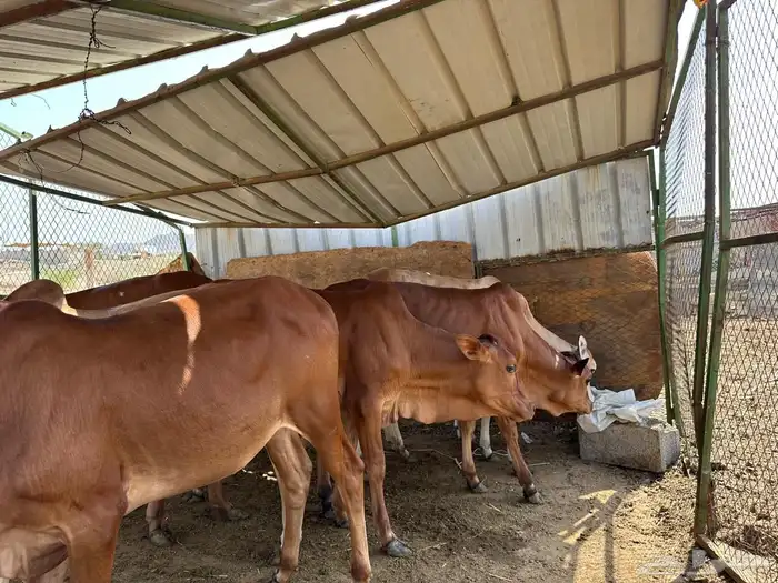 عجول وخبيش طيييبه ما شاء الله 0