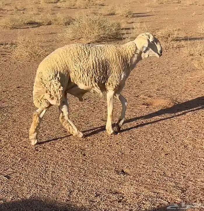 طلي حري من حلال سلطان الجعيد جذع مشروط 1