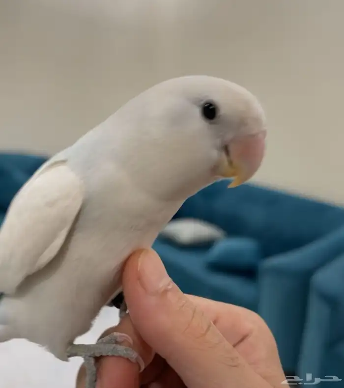 روز للبيع 2