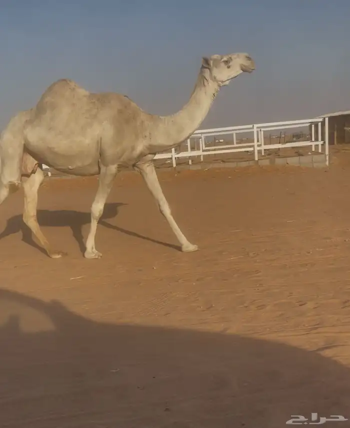 ناقه لقحه طيبه وهديه والحليب واجد 0